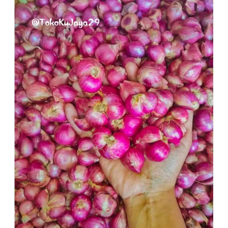 

1KG BAWANG MERAH GRADE A ASLI PROBOLINGGO/BAWANG MERAH BESAR-BESAR