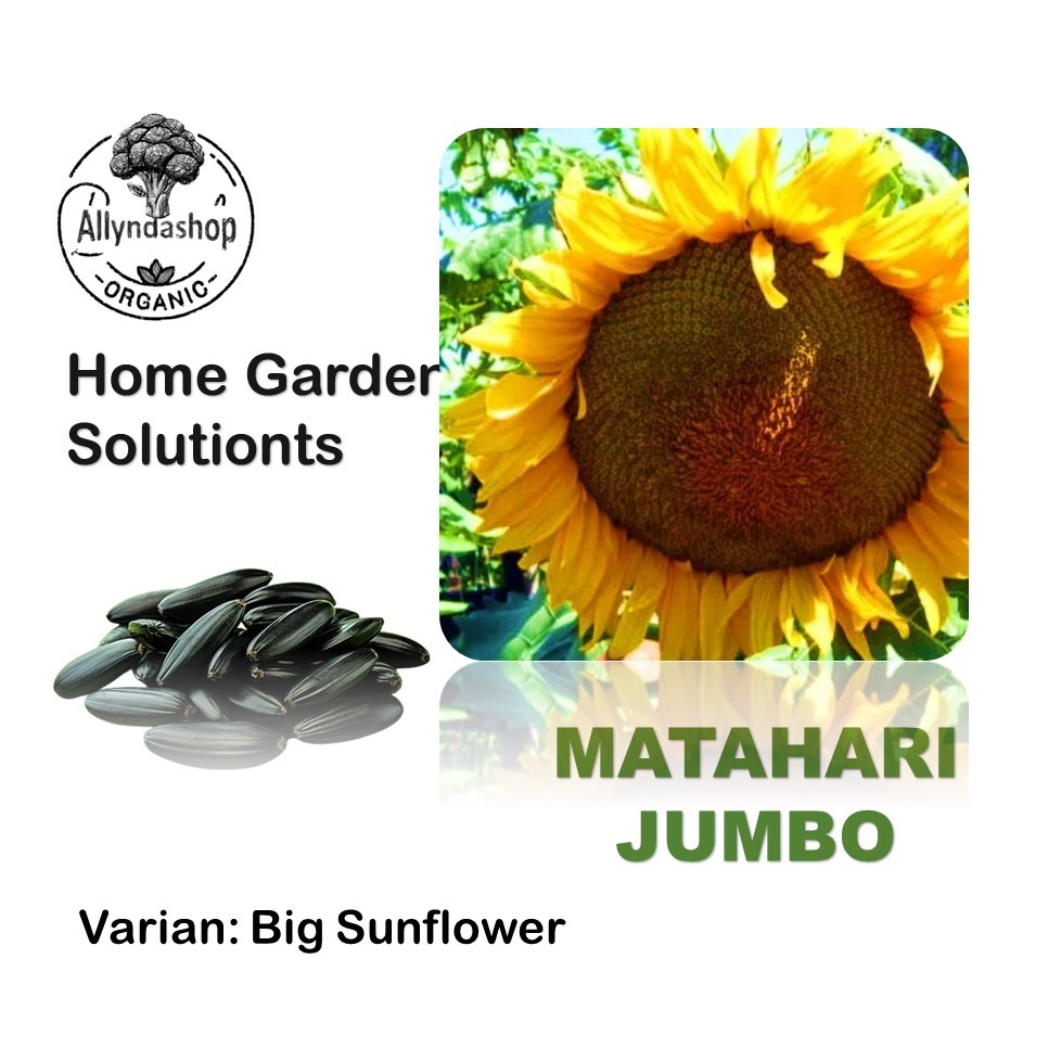 50 Bibit Benih Bunga Matahari Jumbo Unggul