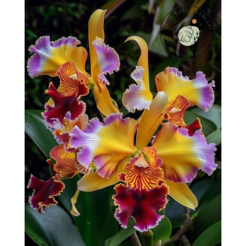 tanaman hias anggrek dendrobium yellow sapphire // anggrek dendrobium // bibit anggrek siap berbunga