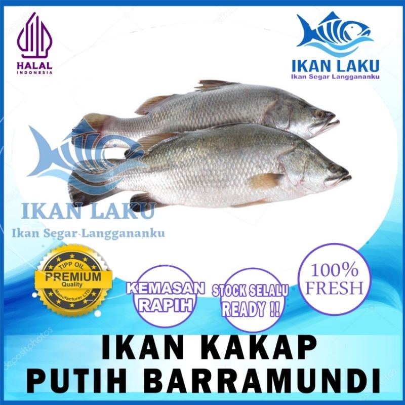 

PRODUK BARU!! IKAN KAKAP PUTIH BARRAMUNDI PREMIUM FRESH TERMURAH BERGARANSI IKAN LAKU IKAN SEGAR IKAN BEKU