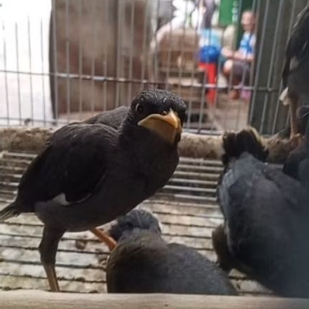 lolohan mandiri jalak item atau jalak kebo