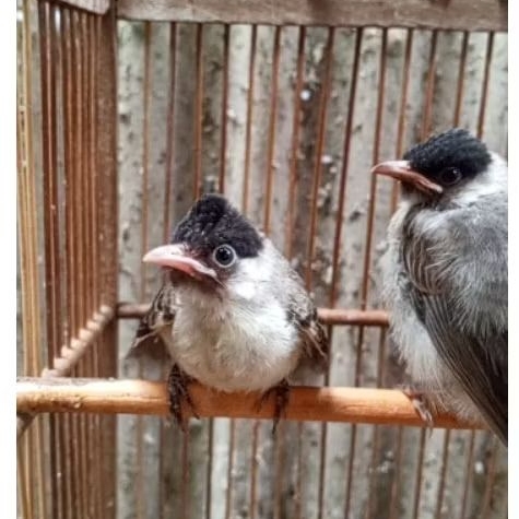 lolohan mandiri kutilang