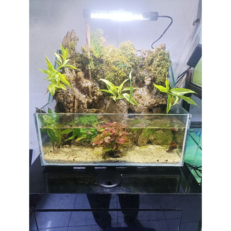 mini paludarium custom