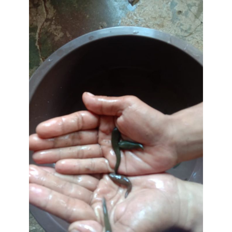 lintah steril Size Sedang (siap pakai untuk terapi)