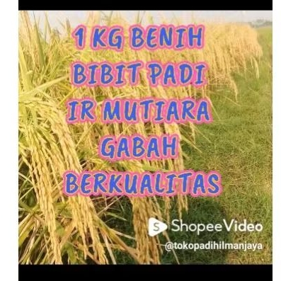 BENIH PADI IR 64 Super Jumbo kemasan (1KG)