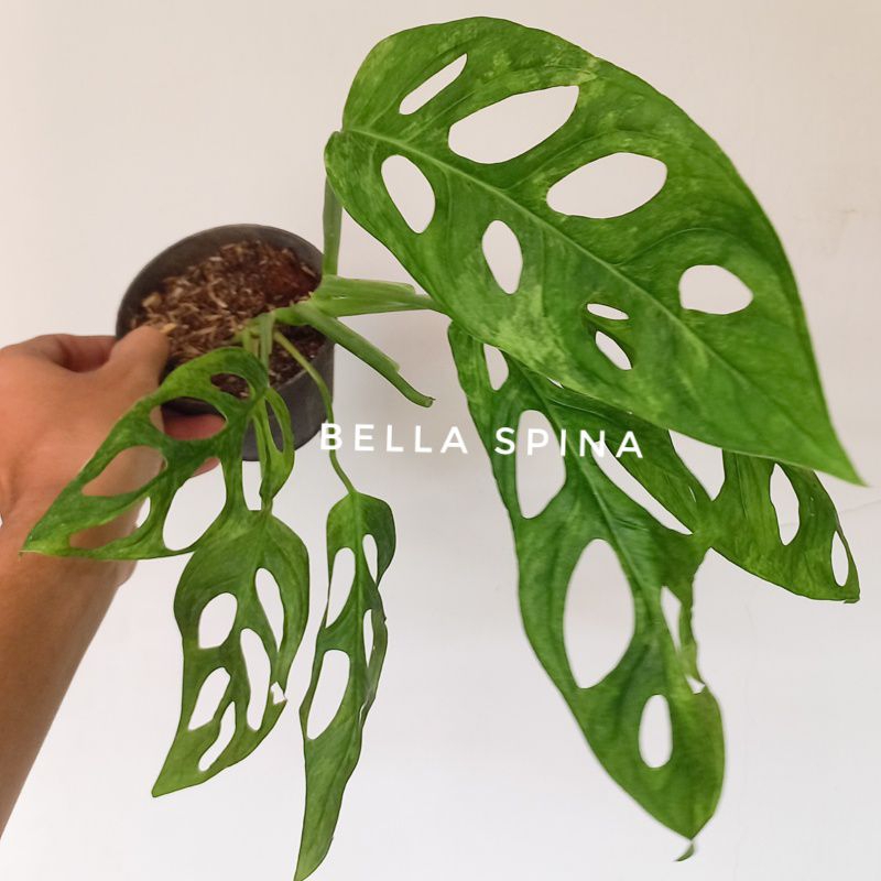 Janda Bolong Variegata Monstera Adansonii Varigata