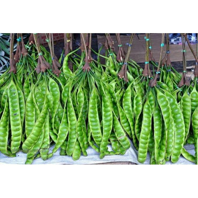 

Pete Termurah 10 Papan Asli Petani Wonogiri