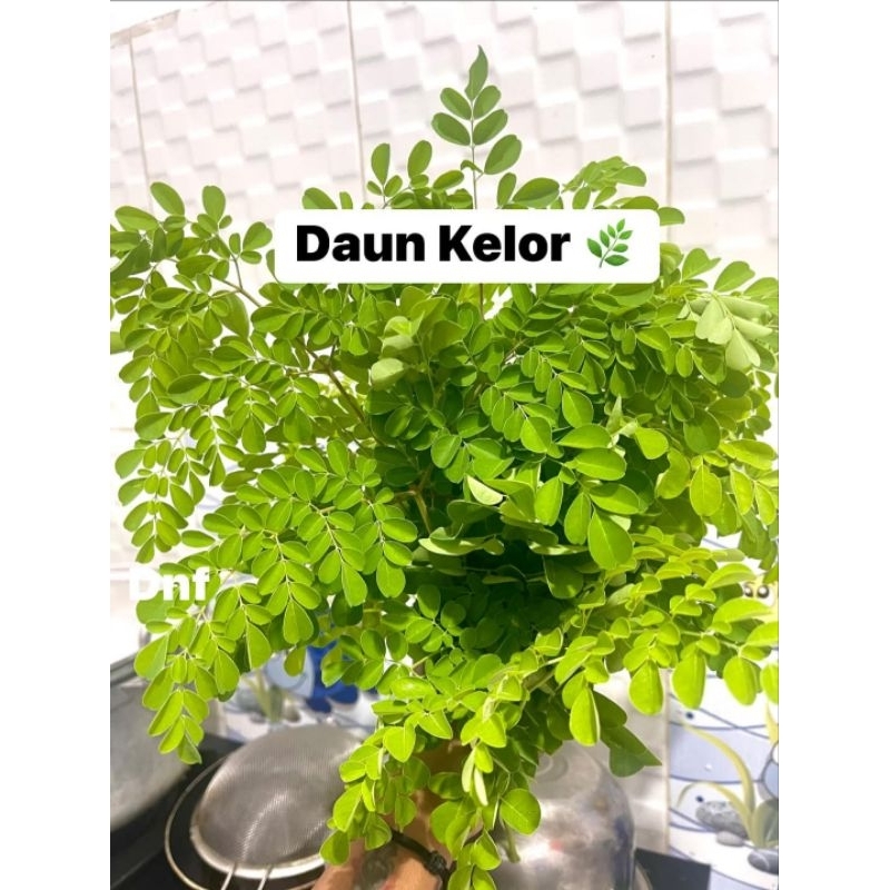 

DAUN KELOR SEGAR