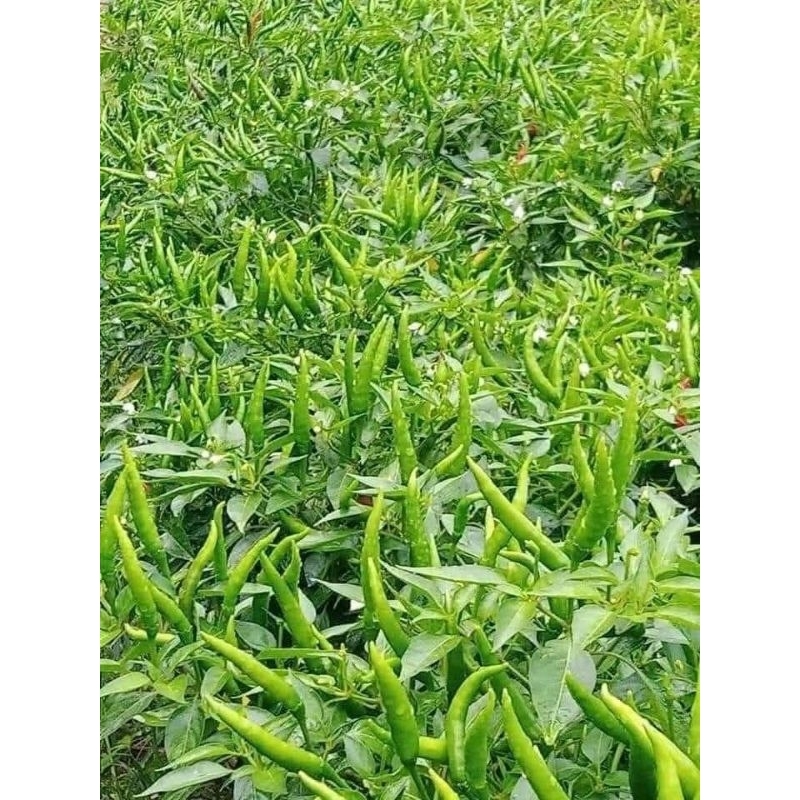 

10g cabe rawit hijau