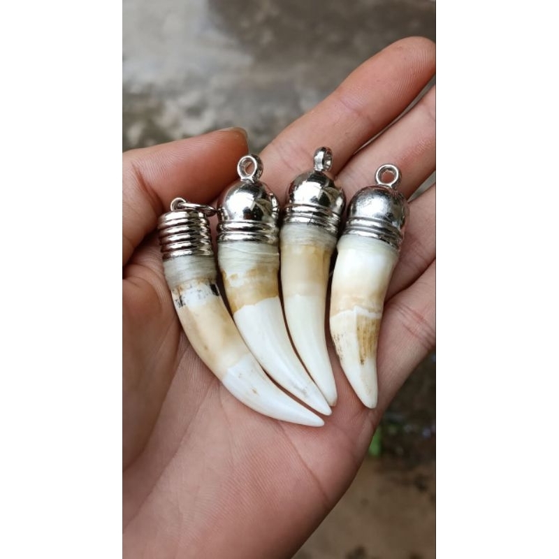 bandul liontin taring buaya asli