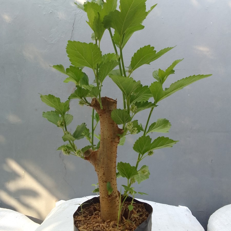 

Bibit Tanaman Buah Murbei