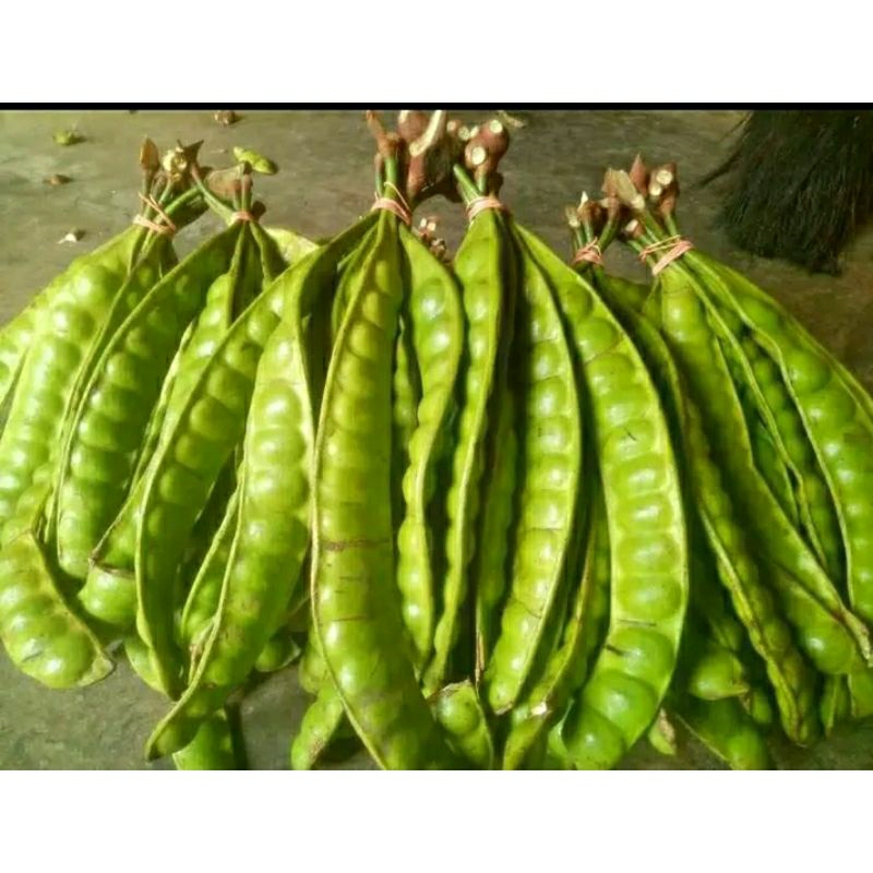 

PETE /PETAI SUPER TUA PER IKAT 10 PAPAN + bonus