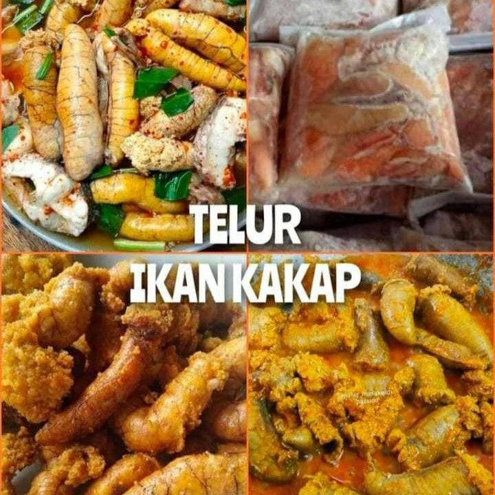 

Telur Kakap