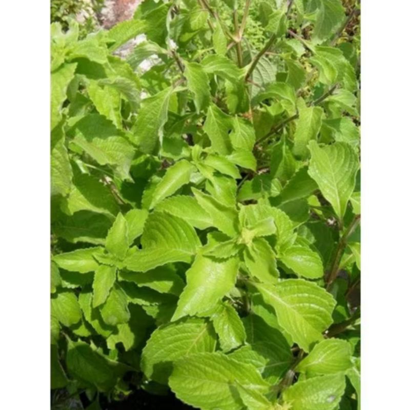 

25 gram Daun ruku ruku padang segar