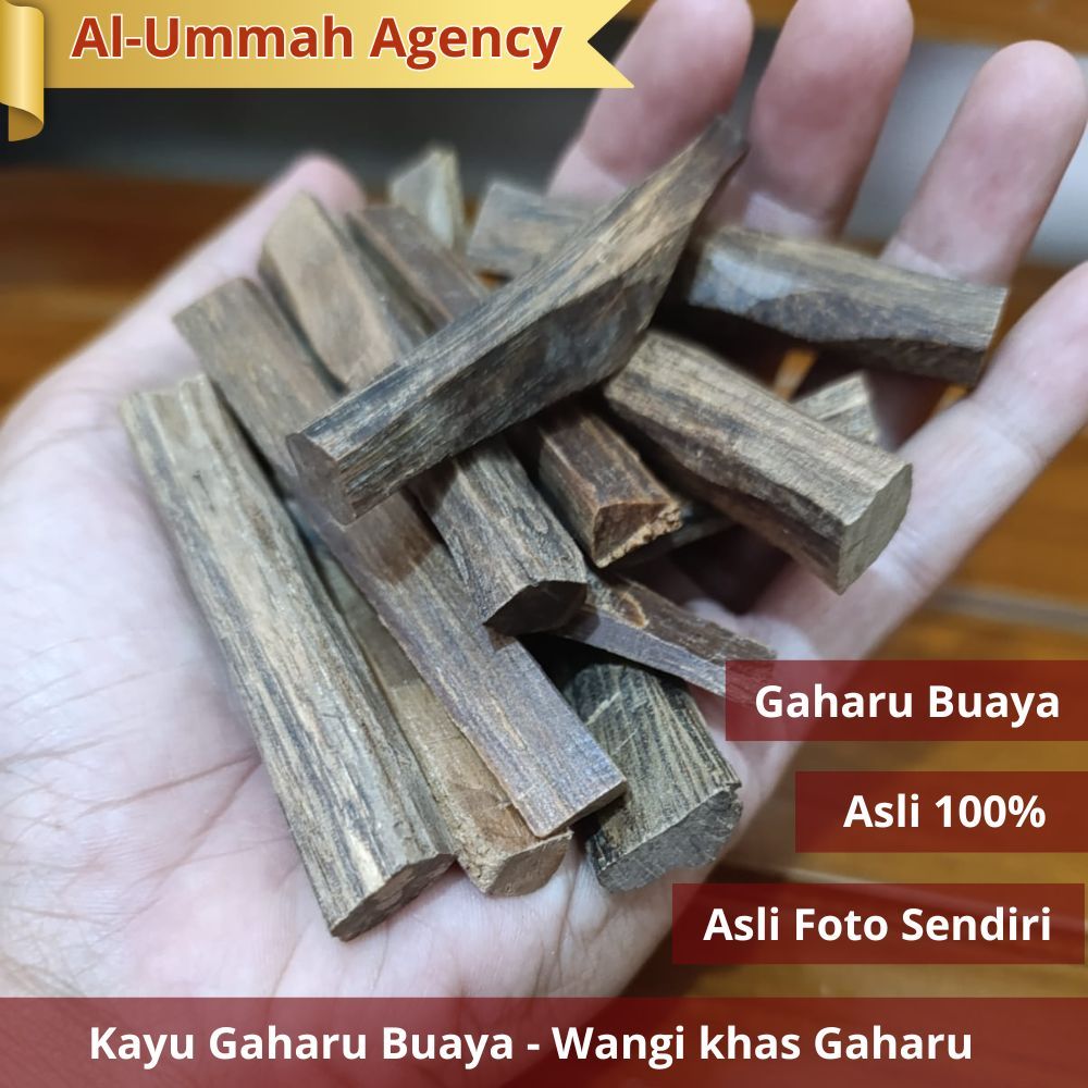 Gaharu Buaya Kayu Gaharu Asli Kalimantan Agarwood Bouya Kayu Gahru Asli Hutan Kalimantan Aroma Wangi