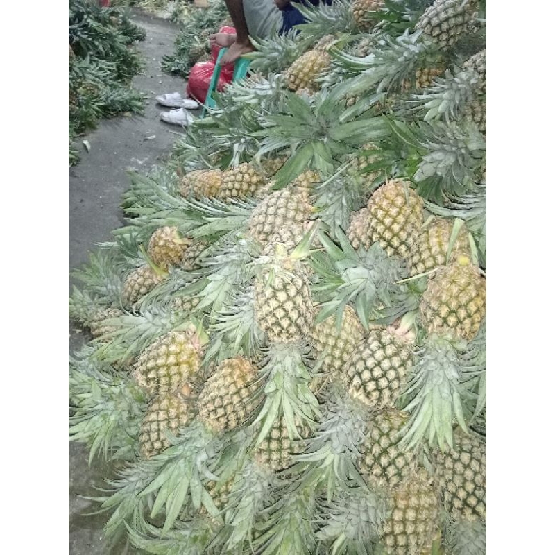 

buah nanas palembang 1pcs