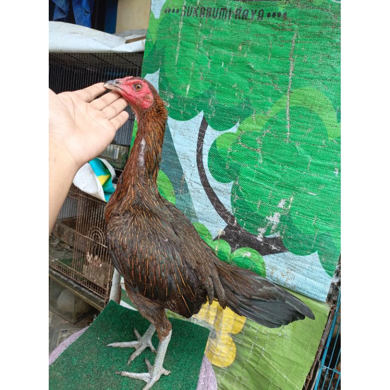 Ayam pama ori pama iq pukul mundur ayam adu berkualitas ayam betina pama