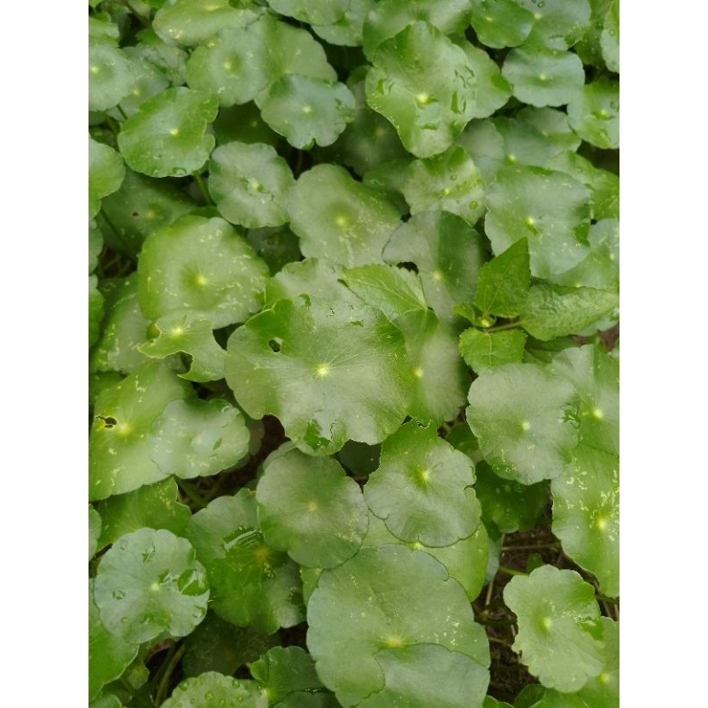 

daun pegagan segar (Centella asiatica) 100 gr order baru dipetik