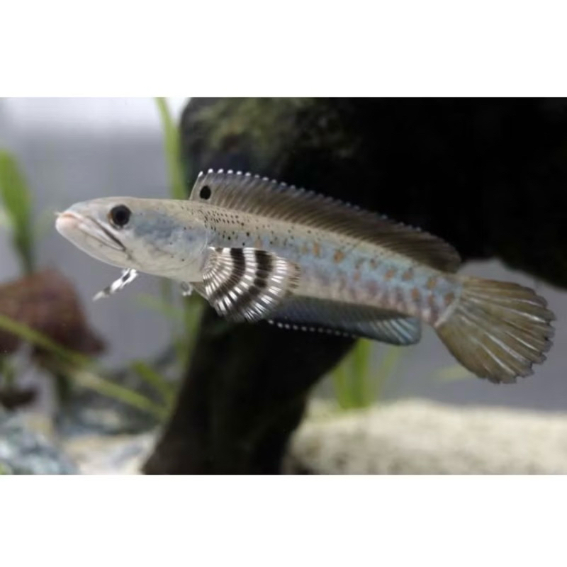 hiasan kaca aquarium patung chana blue pulchra 6-8cm single tank