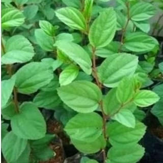 

daun bidara daun rukiyah