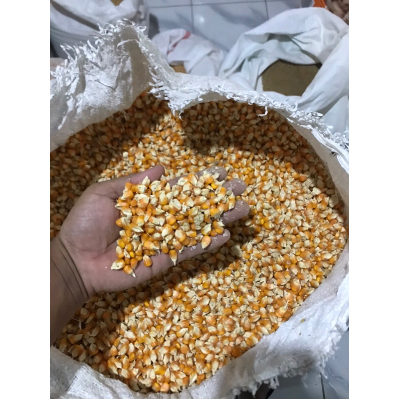 

JAGUNG GLONDONG ECERAN
