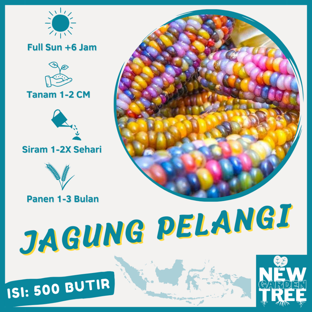 (±500 Biji) Benih Jagung Pelangi Warna-Warni Kualitas Unggulan