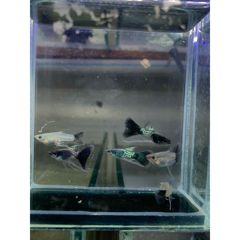 MSSBT metal snake skin blue tail