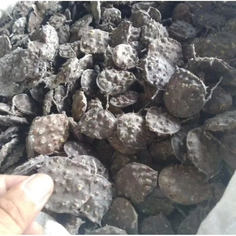 

Herbal Sparantu Separantu Kering Saparantu Asli Rempah Herbal