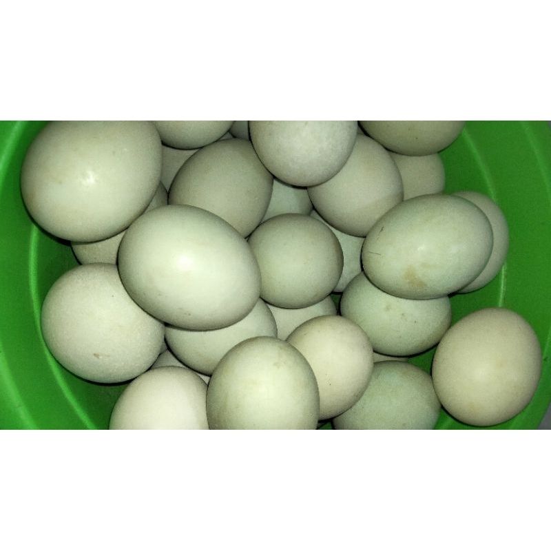 

Telur Bebek