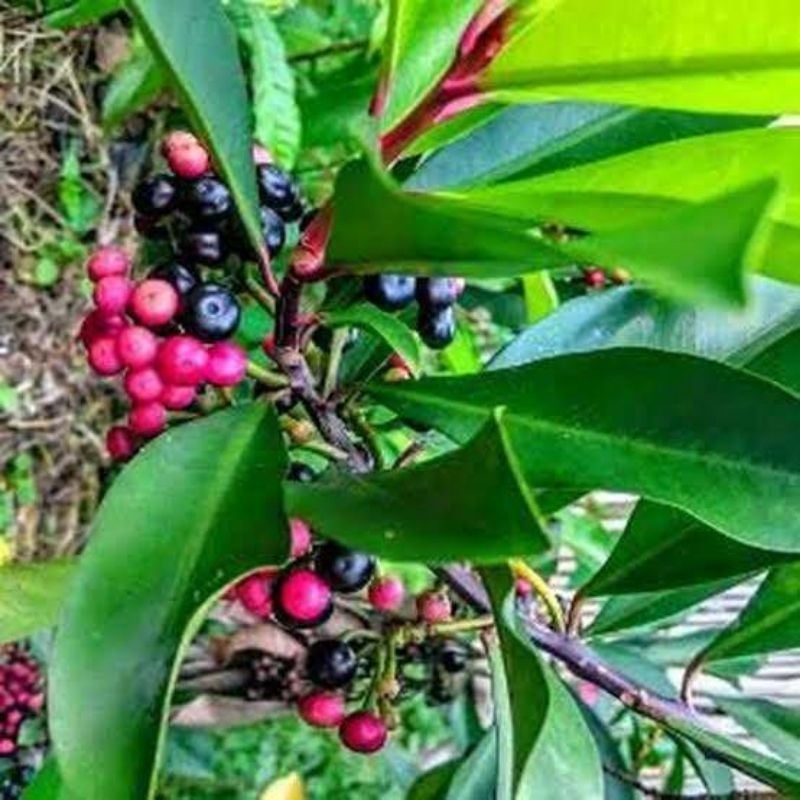 

500 gram daun lampeni segar / daun tanaman lampeni segar / daun tanaman herbal lampeni. tanaman Ardisia elliptica