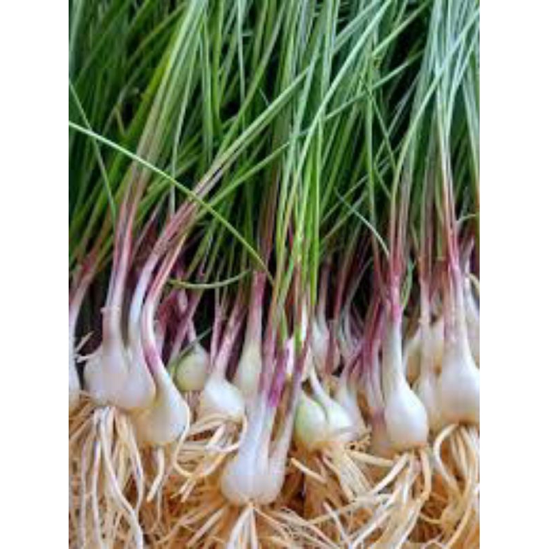 

BAWANG KUNCAI BAWANG BATAK BAWANG RAMBUT 1KG