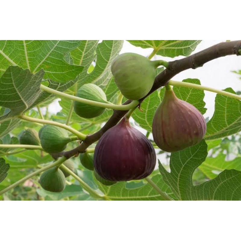 

Buah Tin ara 1 kg -fig- Fresh Segar