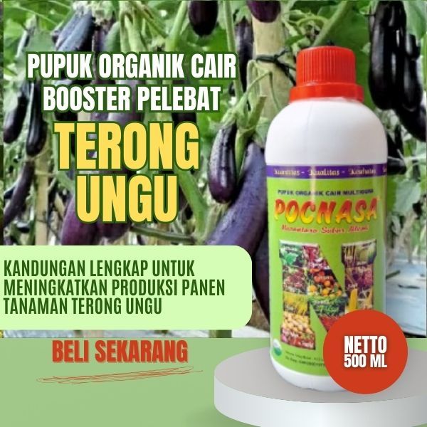 Pupuk Terong Ungu / Pupuk Terong Antaboga / Pupuk Terong Ungu Panjang / Pupuk Terong Ungu Bulat