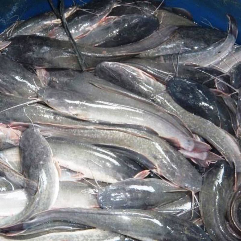 

ikan lele segar fresh pasar flamboyan/ ikan lele hidup segar fresh pasar flamboyan
