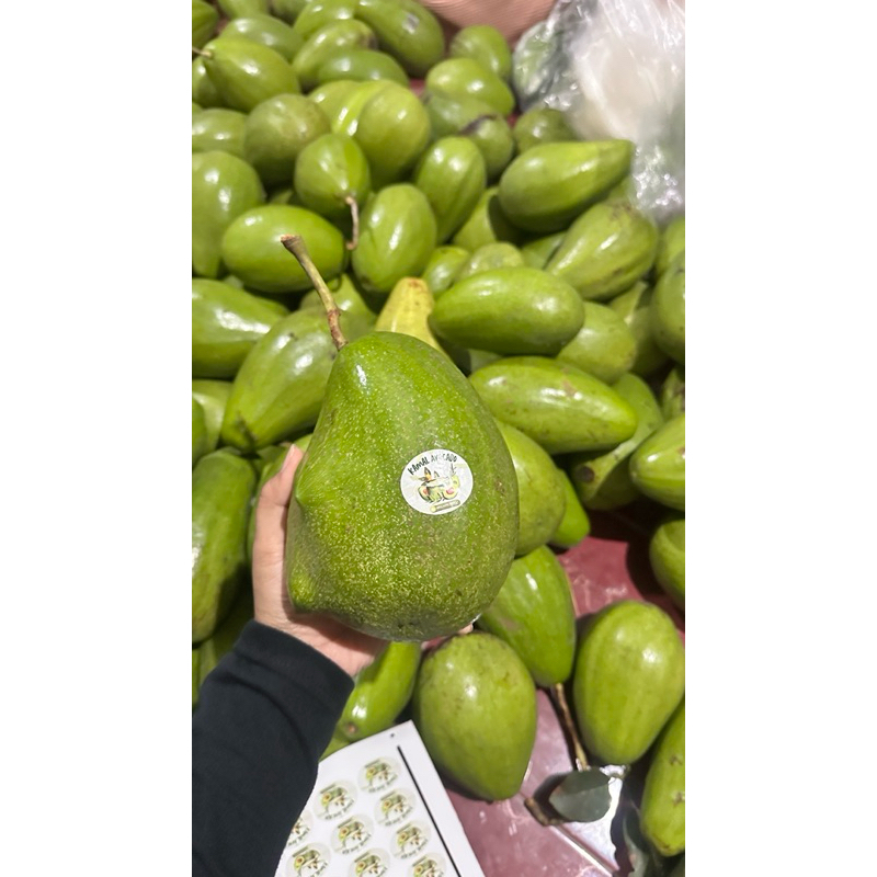 

ALPUKAT ALIGATOR MENTEGA 1KG [ISI 1-2 BIJI]