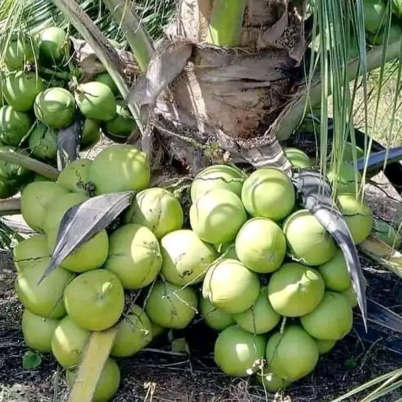 Bibit Kelapa Wulung Asli // bibit kelapa ijo Wulung // bibit kelapa