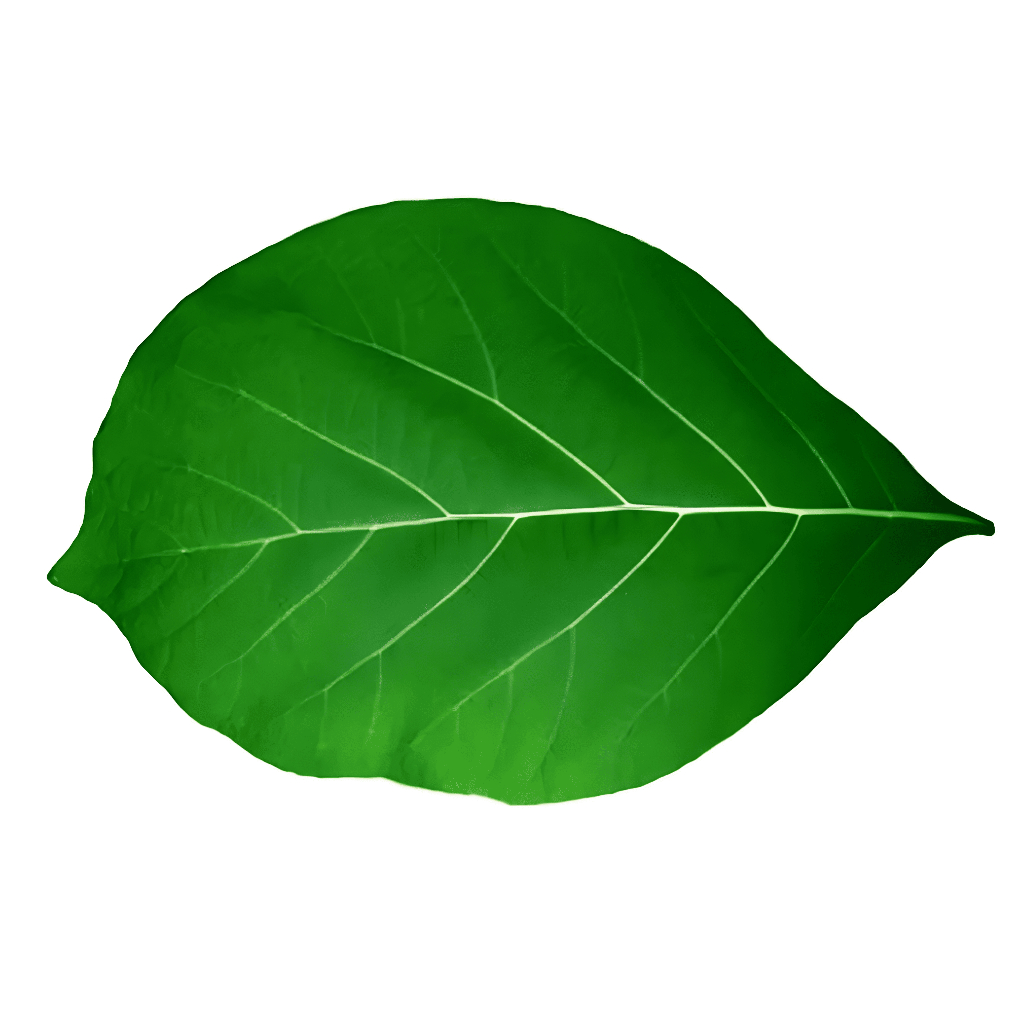 

Daun Jati Segar Fresh 1/2 Kg Langsung Petik