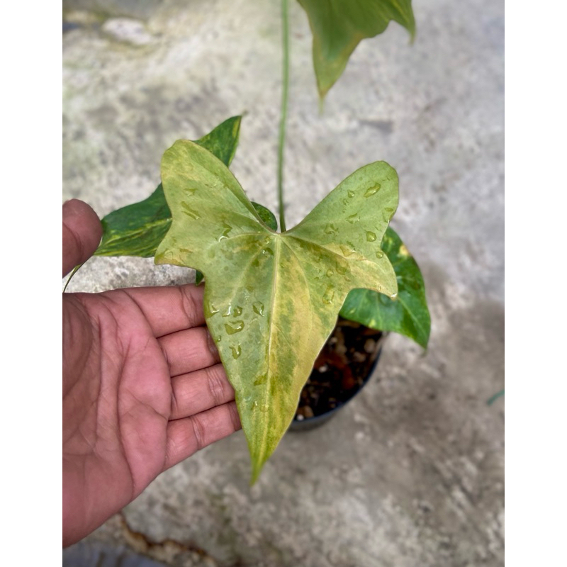 pterodactyl variegata