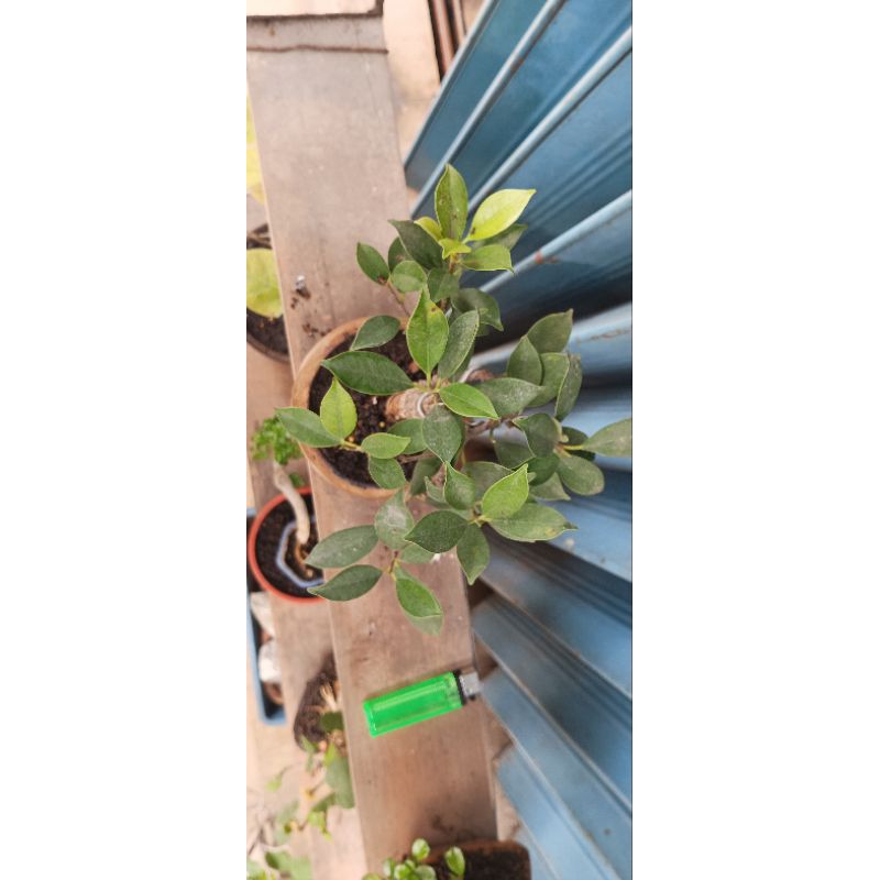 ficus mircrocarpa bonsai mame /  bonsai beringin kimeng/,bonsai kimeng