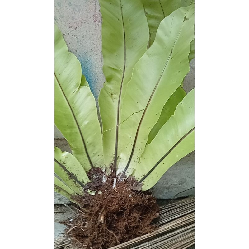 kadaka hutan/tanaman hias kadaka hutan