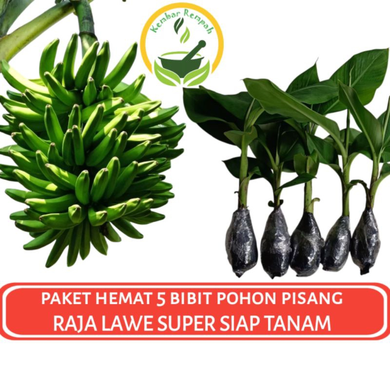 Paket Hemat 5 Bibit Pohon PISANG RAJA LAWE Tanaman Pisang Gabu Super Siap Tanam