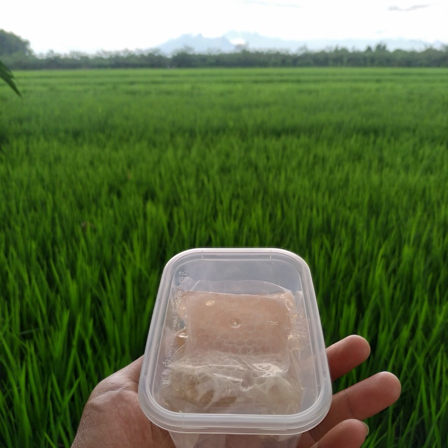 

MADU SARANG ASLI madu sarang/sarang madu/honeycomb 100 gram FREE BOX