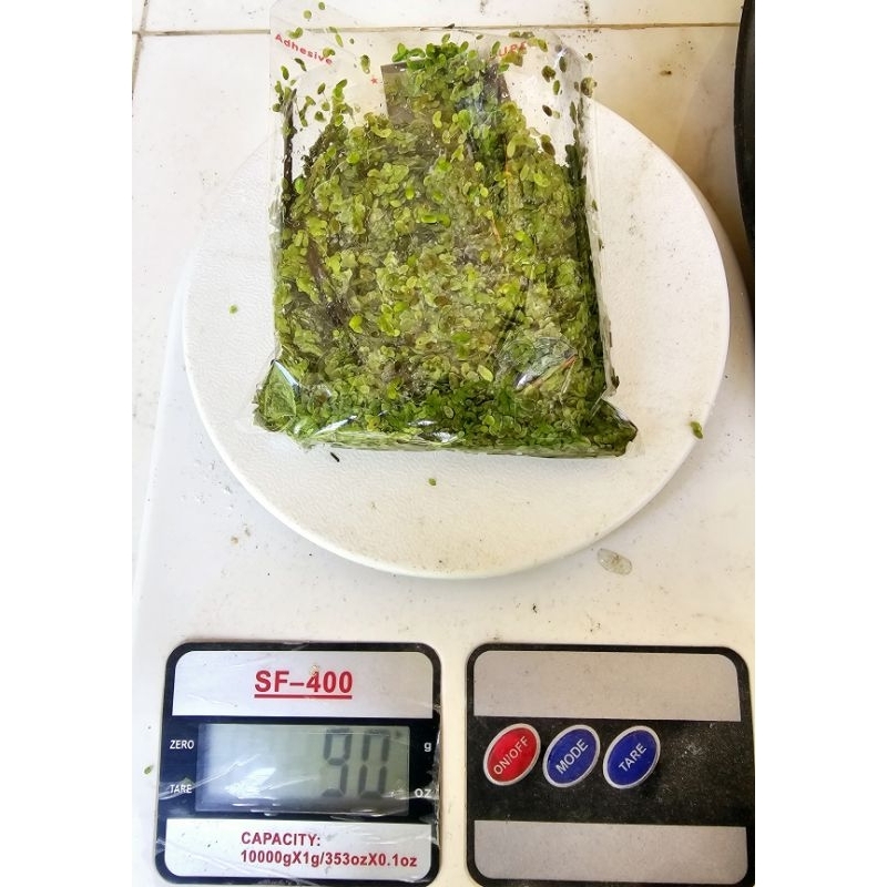 MATA LELE  PAKAN ALTERNATIF PROTEIN TINGGI/LEMNA 20 gram