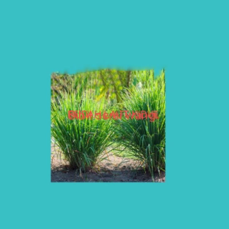 

Bibit serai wangi | Bibit serai wangi |1pcs (5 pohon)