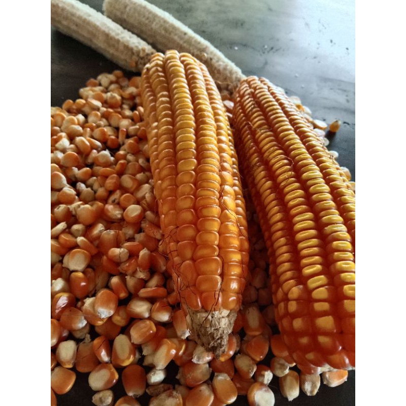 

JAGUNG KUNING PAKAN UNGGAS AYAM DLL 1KG