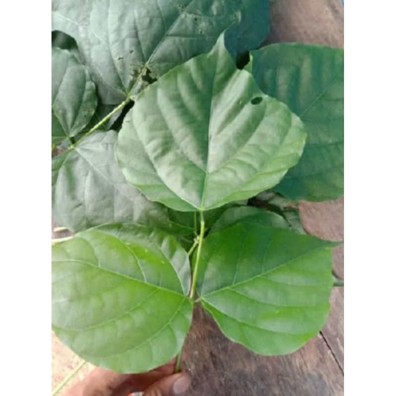 

daun dadap untuk leuhang meriang 100gram(10-13)lembar