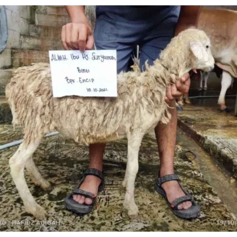 

Domba Aqiqah