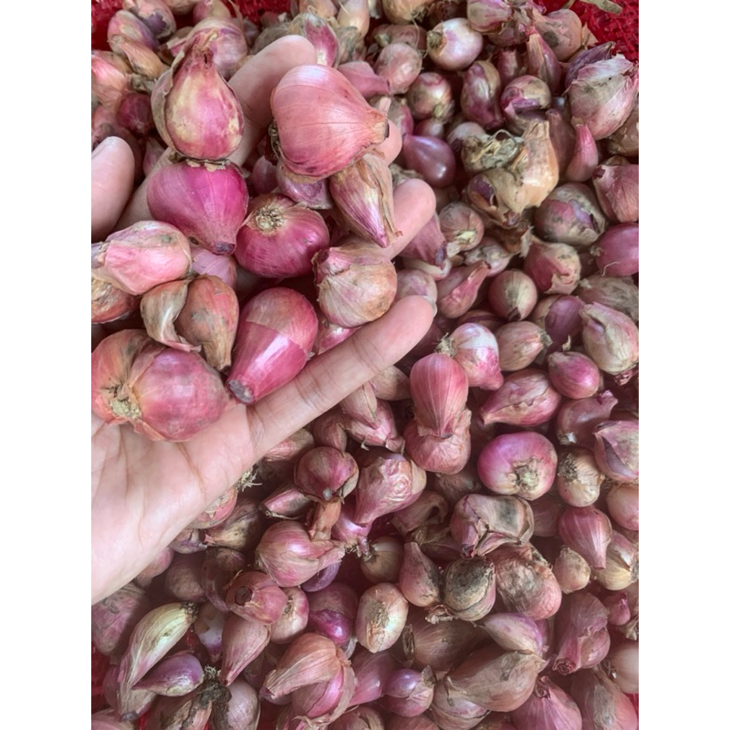 

bawangmerah 20rb/kg