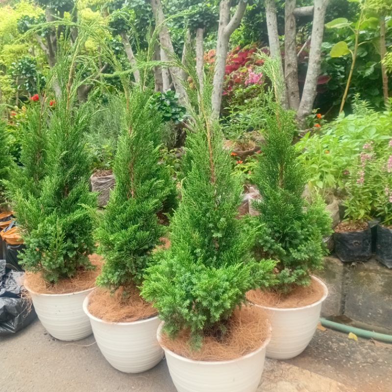 TANAMAN HIAS CEMARA LILIN/POHON NATAL tinggi 50-60cm+POT TAWON+SRABUT