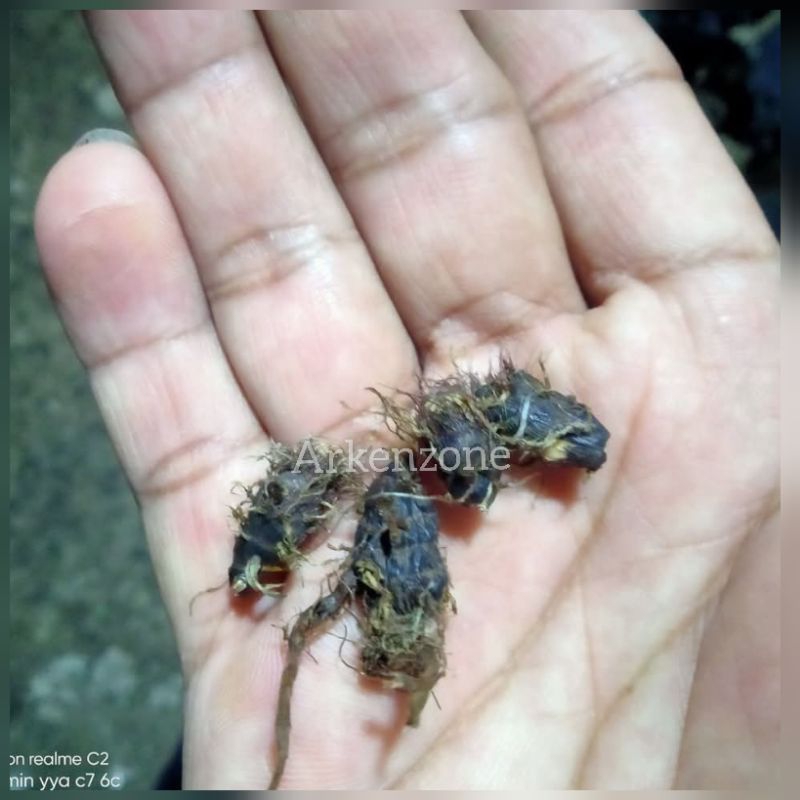 

umbi suket teki / rumput teki segar fresh per biji